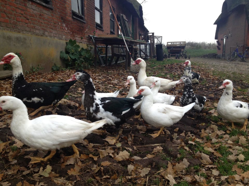 Entenmarsch Ferienhof Lehbekwiese