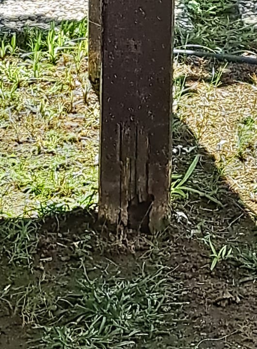 Zimmer Papillon Ayscha