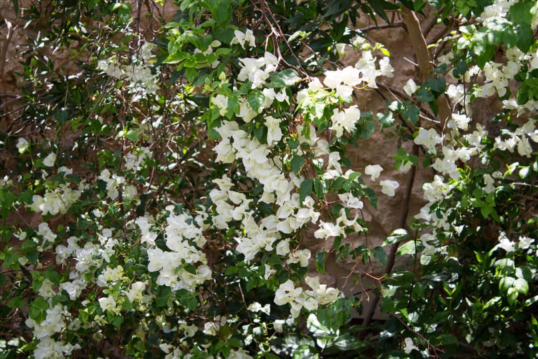 Citadel Azur Resort Pickalbatros Citadel Resort