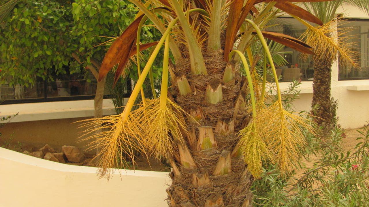 Im Garten Djerba Aqua Resort