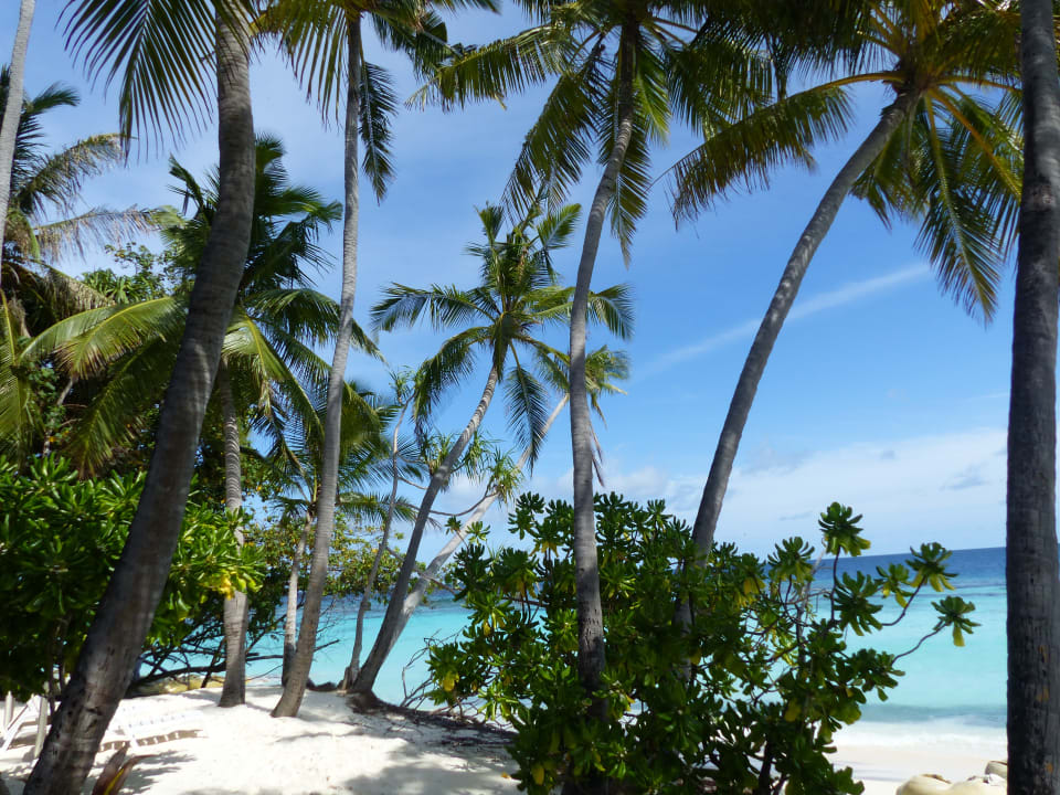 Gartenanlage Angaga Island Resort