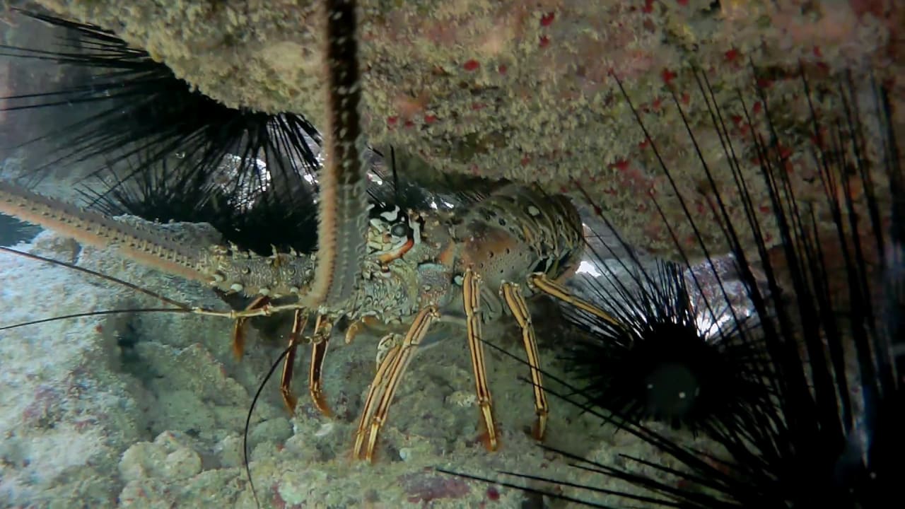 Sport & Freizeit Akumal Bay Beach & Wellness Resort