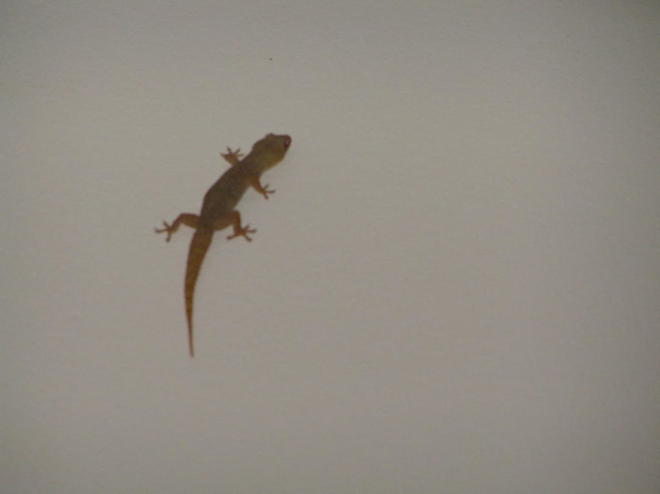 Meery Island Meeru Maldives Resort Island