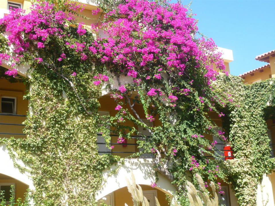 Bugenvilla an der Hauswand vor den Zimmer Vantaris Luxury Beach Resort