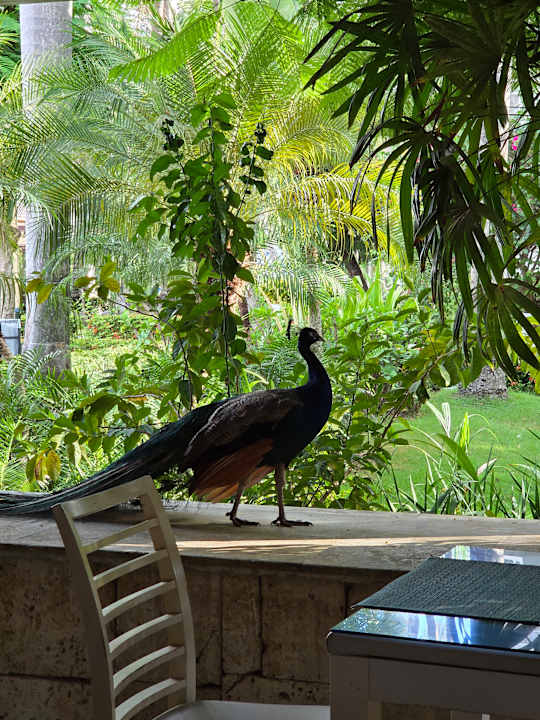 Gartenanlage Vista Sol Punta Cana