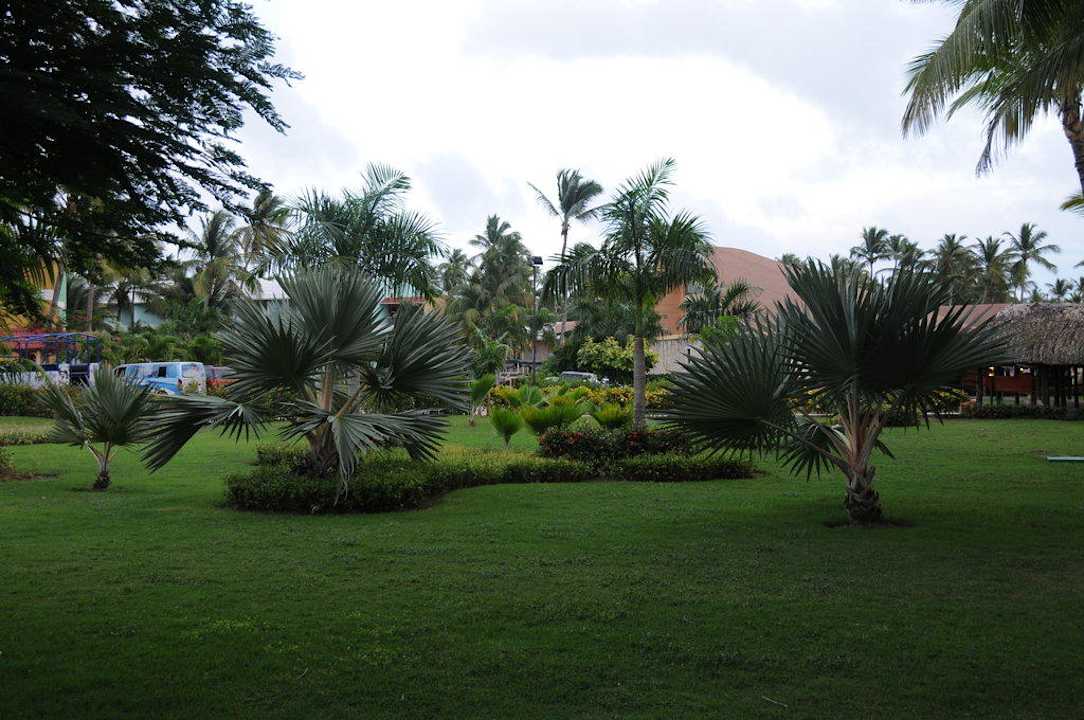 Tolle Bäume Grand Palladium Select Bávaro Resort & Spa