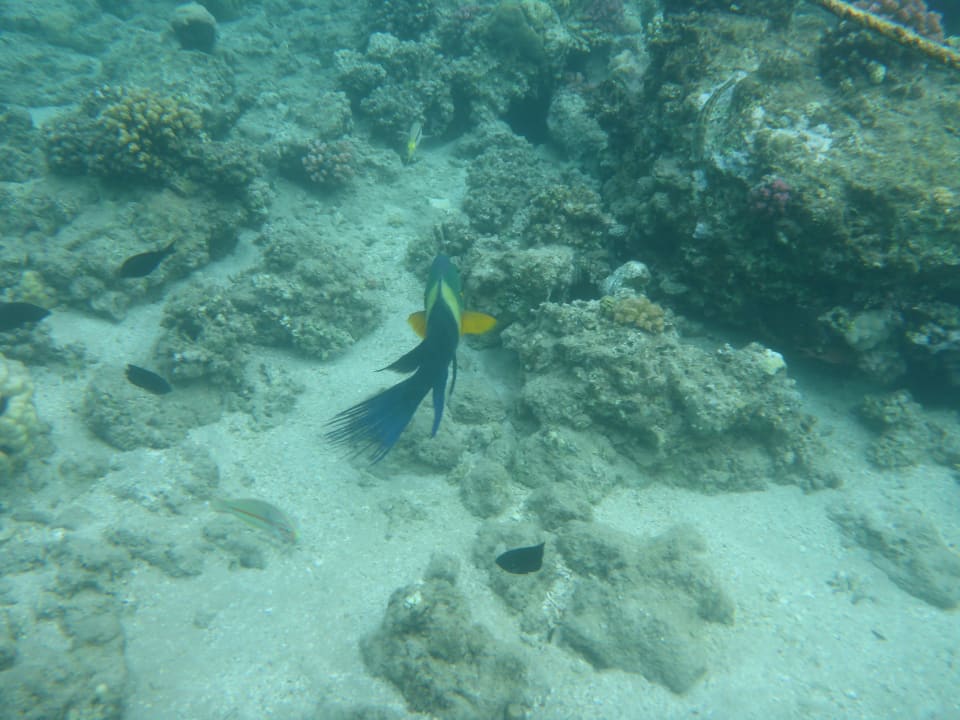 Strand Jaz Makadi Oasis Resort