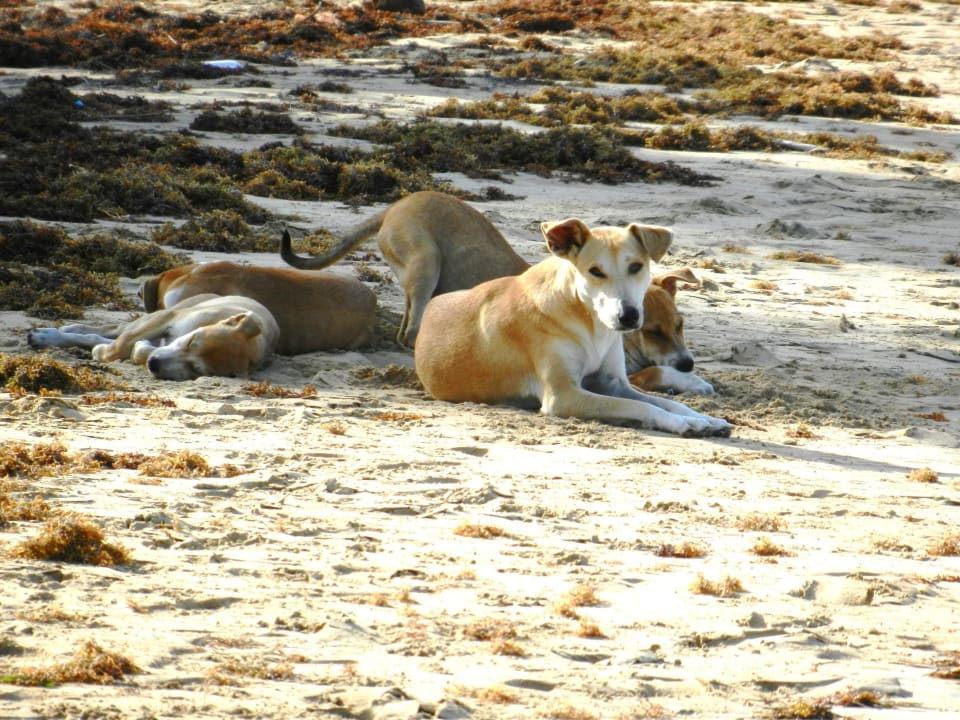 Hund am Strand Grand Sirenis Punta Cana Resort & Aquagames