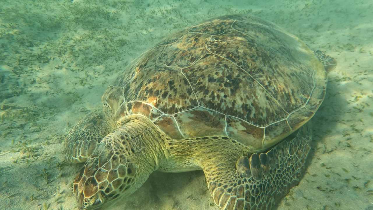 Strand Jaz Costa Mares (Adults Only)