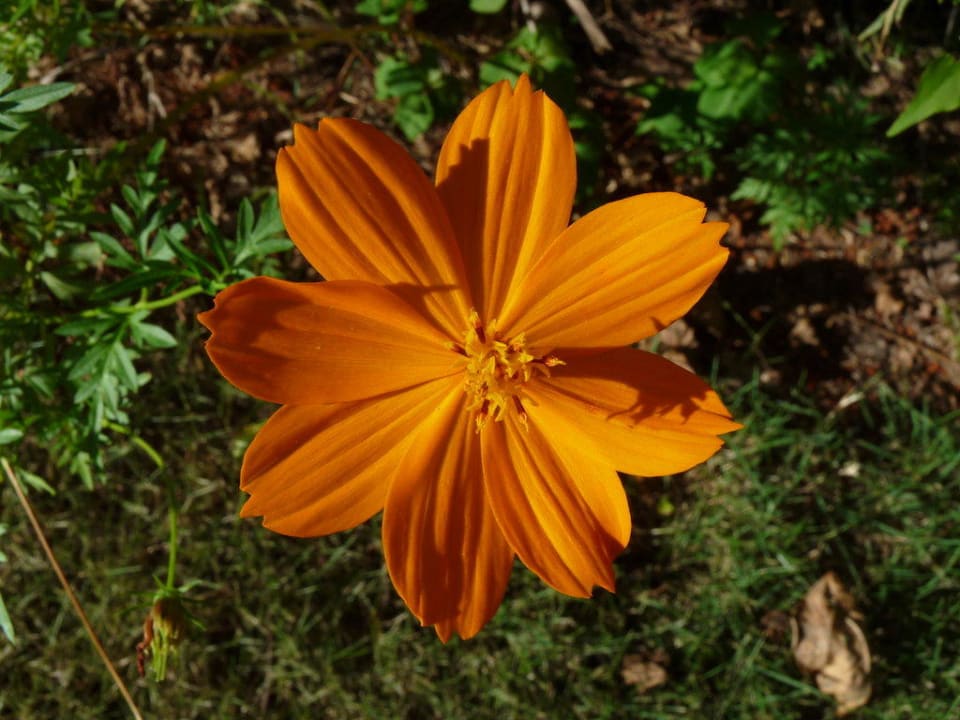 Blume vor unserem Bungalow Wyndham Alltra Samana