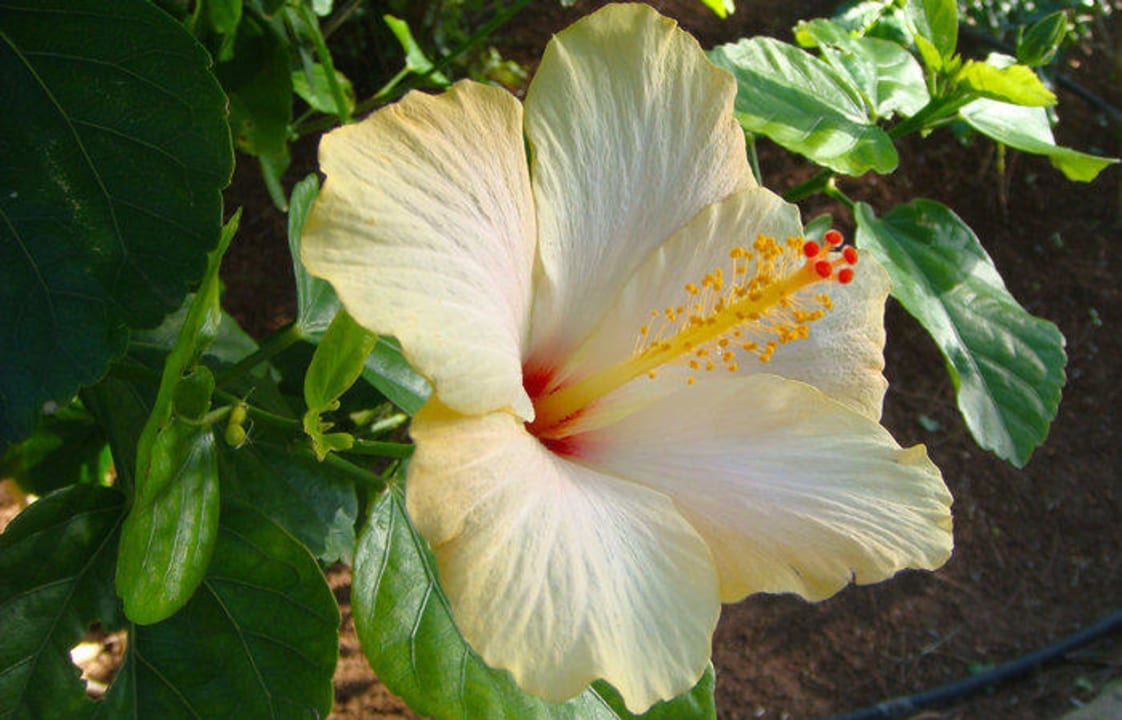 Hibiscus Hipotels Eurotel Punta Rotja Golf & Spa