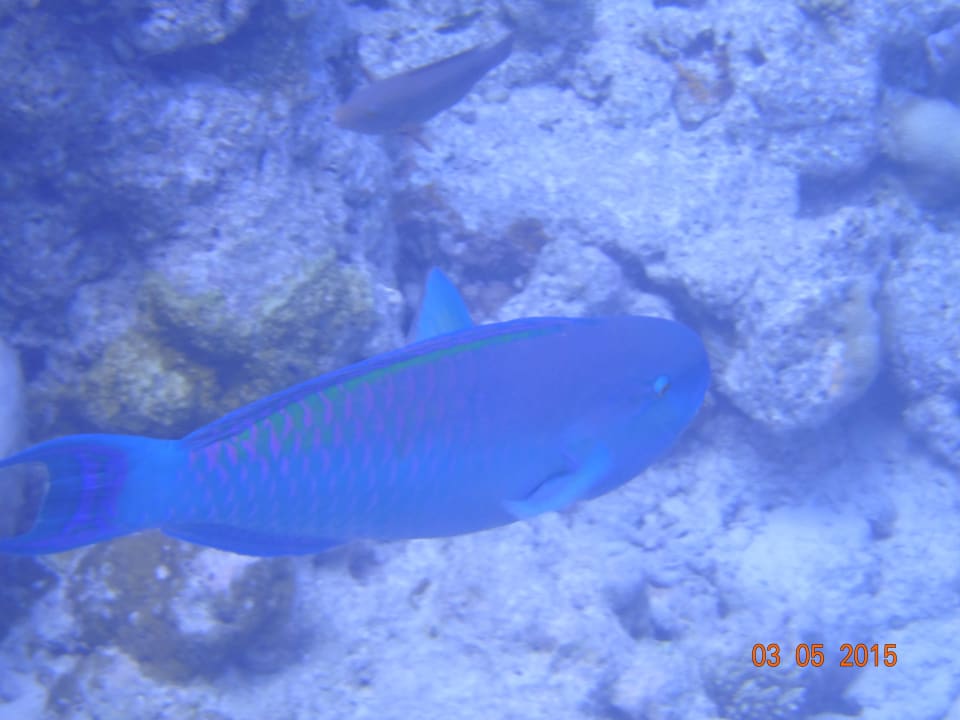Papageienfisch Kuramathi Maldives