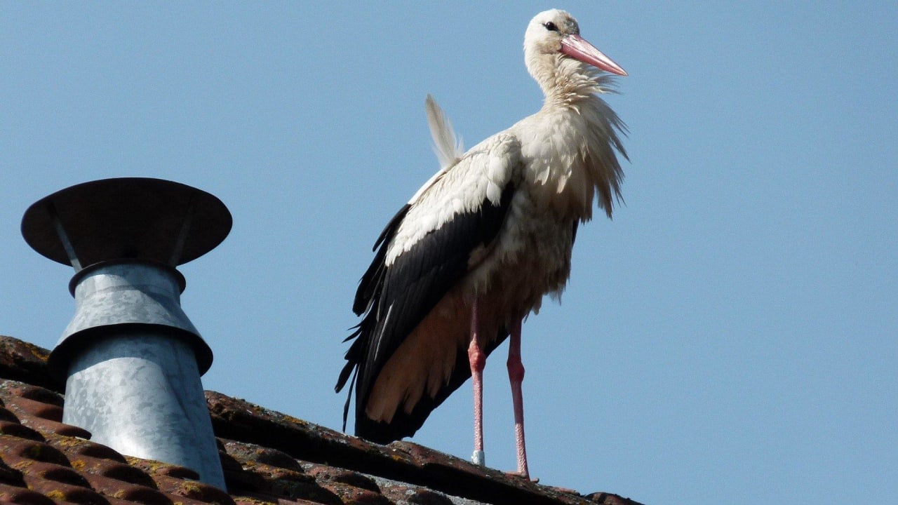 Storch auf dem Hoteldach Landhotel Storchenkrug