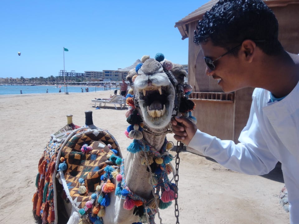 Верблюд Riviera Aqua Park Resort