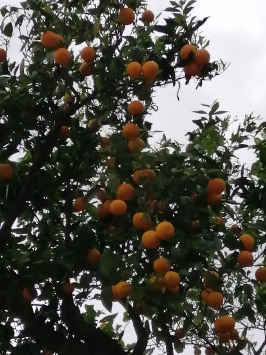 Garten allsun Hotel Bella Paguera