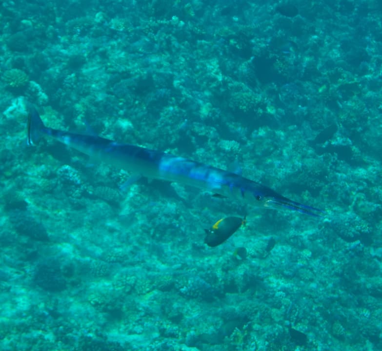 Strand Beach Safari Nubian Resort