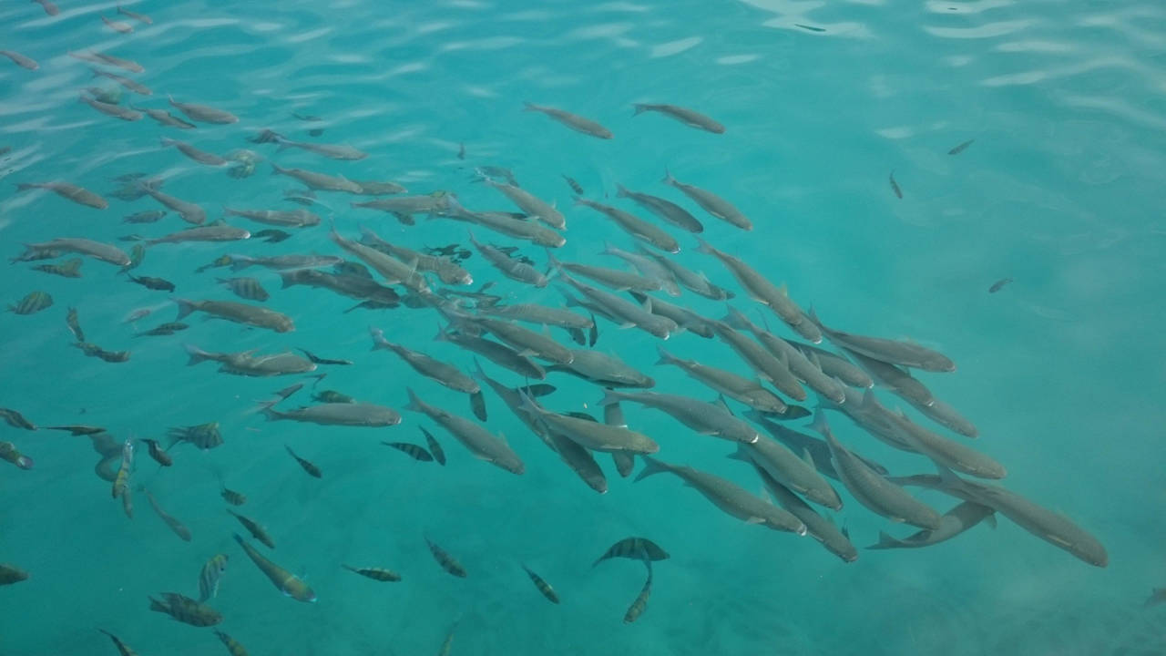 Рыбка у берега , бухта Pickalbatros Citadel Resort