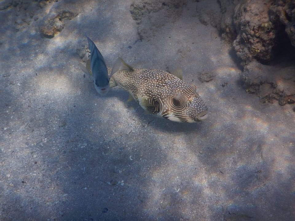 Sport & Freizeit Grand Waterworld Makadi & Family Star Makadi