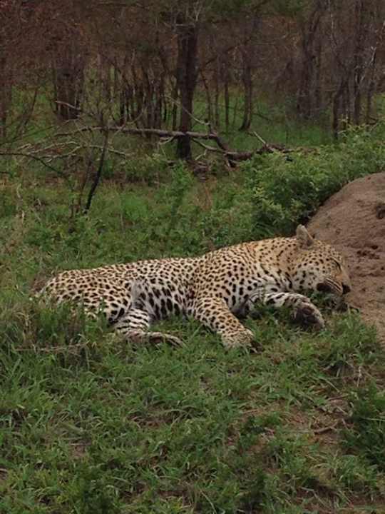 Zimmer Hotel Arathusa Safari Lodge