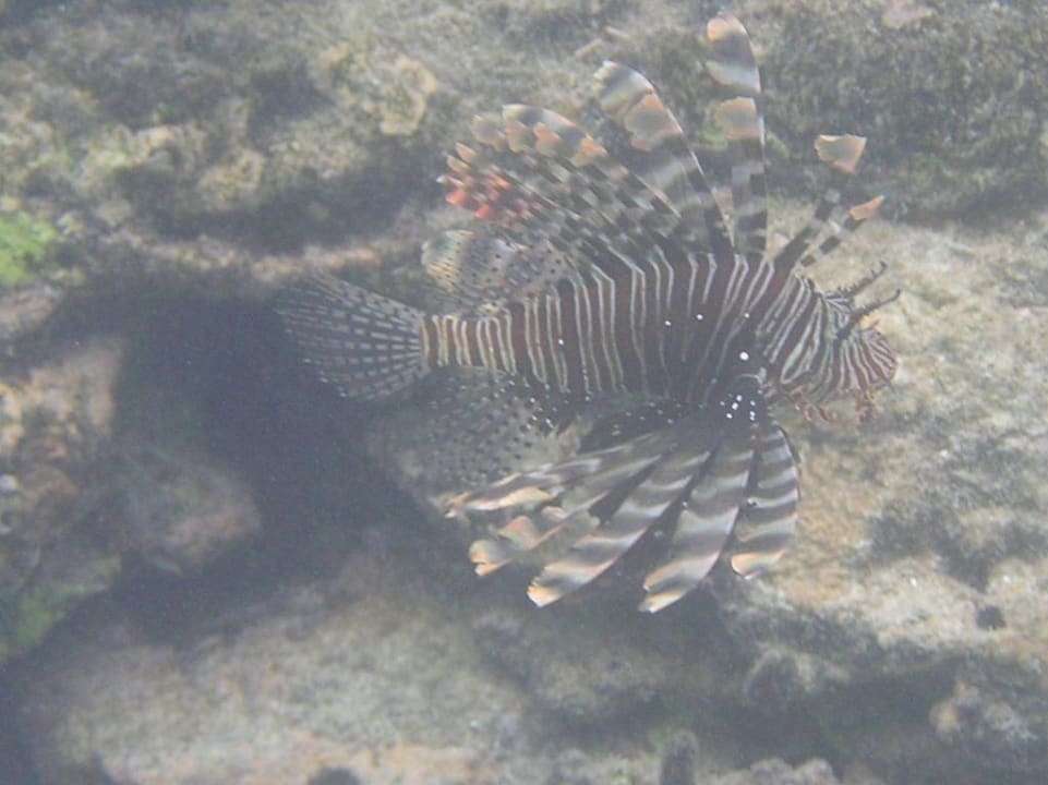 Feuerfisch am Steg von SIV Summer Island Maldives
