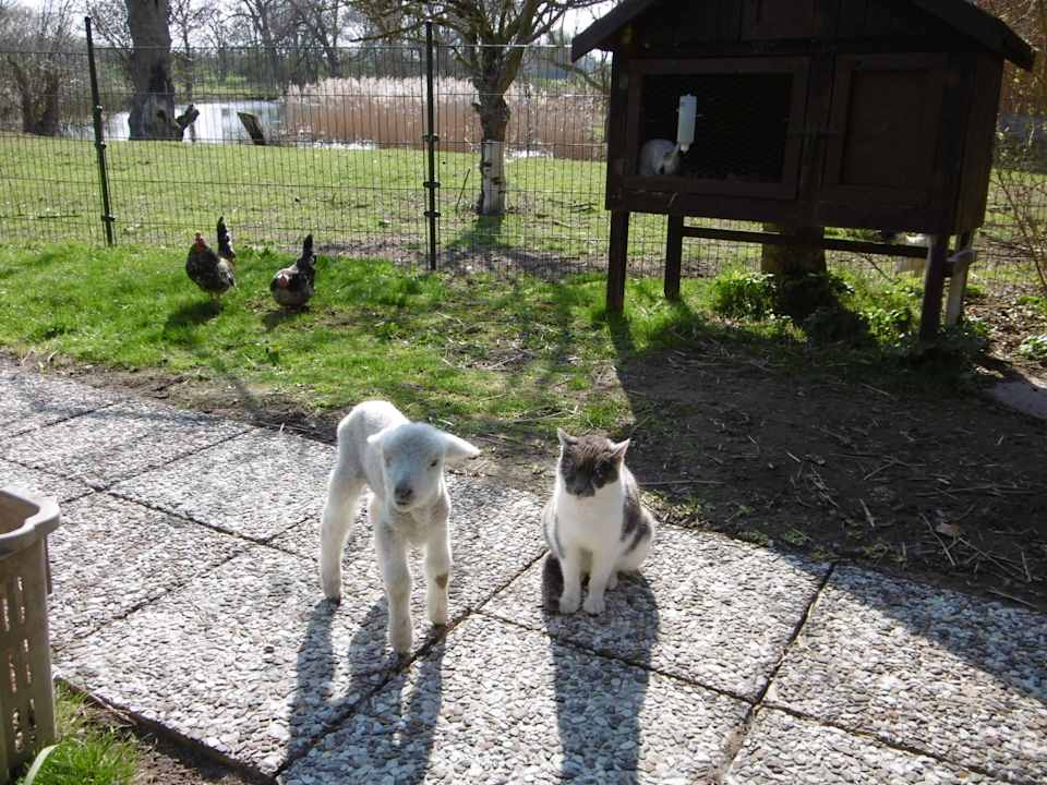 Lamm, Katze, Hühner, Kaninchen... Ferienhof Albert
