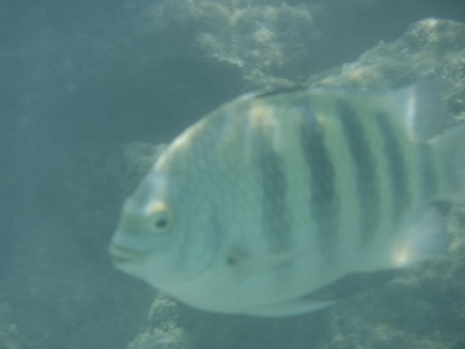 Fische Summer Island Maldives