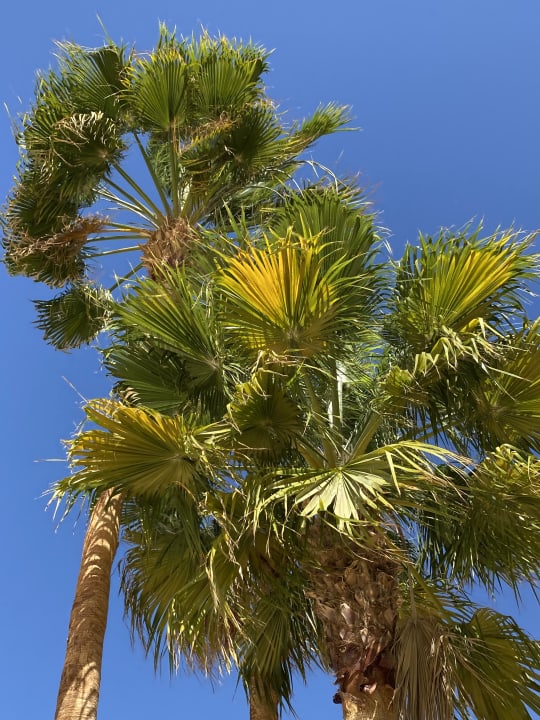 Strand Steigenberger Golf Resort El Gouna