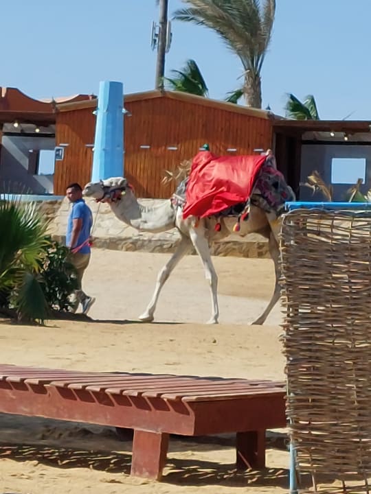 Sonstiges Three Corners Happy Life Beach Resort