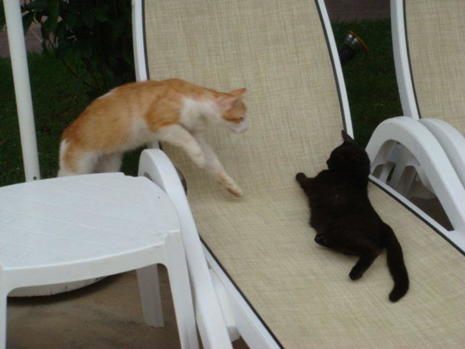 Katzen von Everen Sunis Evren Beach Resort Hotel & Spa