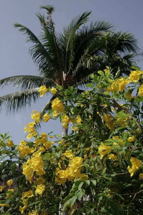 Gartenanlage Phuket Graceland Resort & Spa