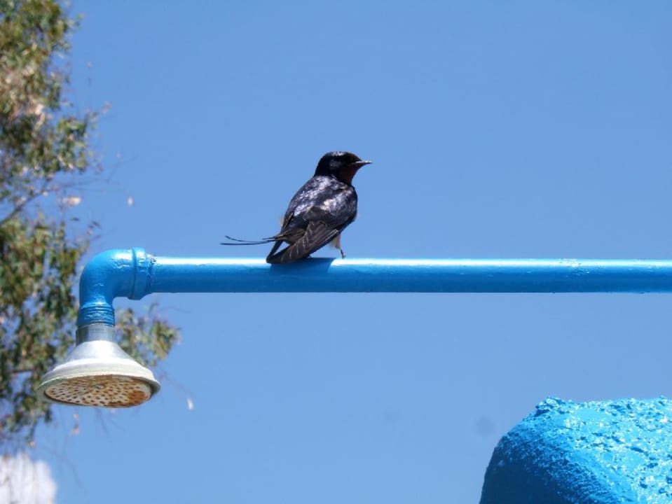 Schwalbe auf Dusche des Hotels Poseidon Hotel Sea Resort