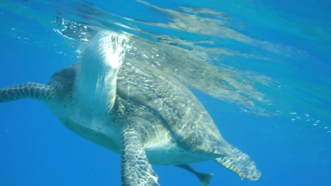 Sport & Freizeit Malikia Resort Abu Dabbab