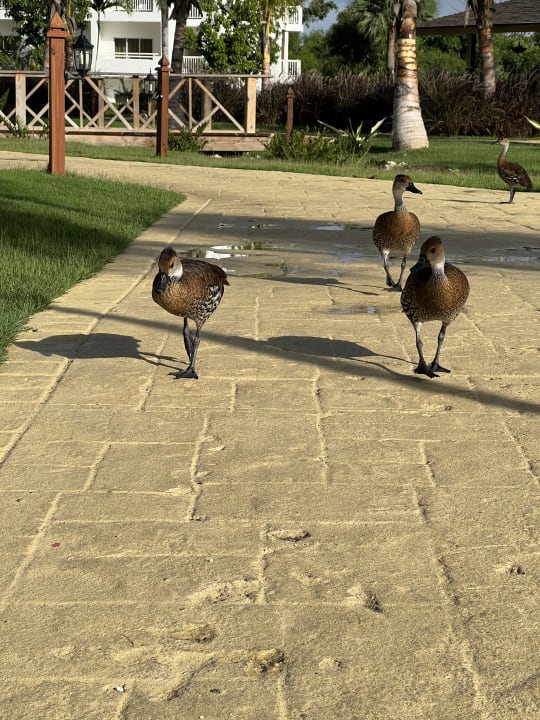 Gartenanlage Sunscape Dominicus La Romana