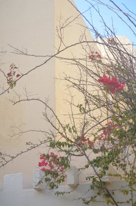 Diese Natur Aldiana Club Djerba Atlantide