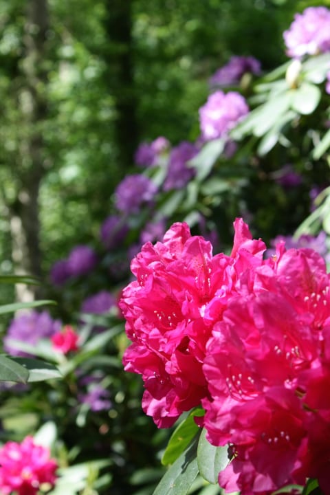 Blumen Ferienhaus Ostehof Weertzen