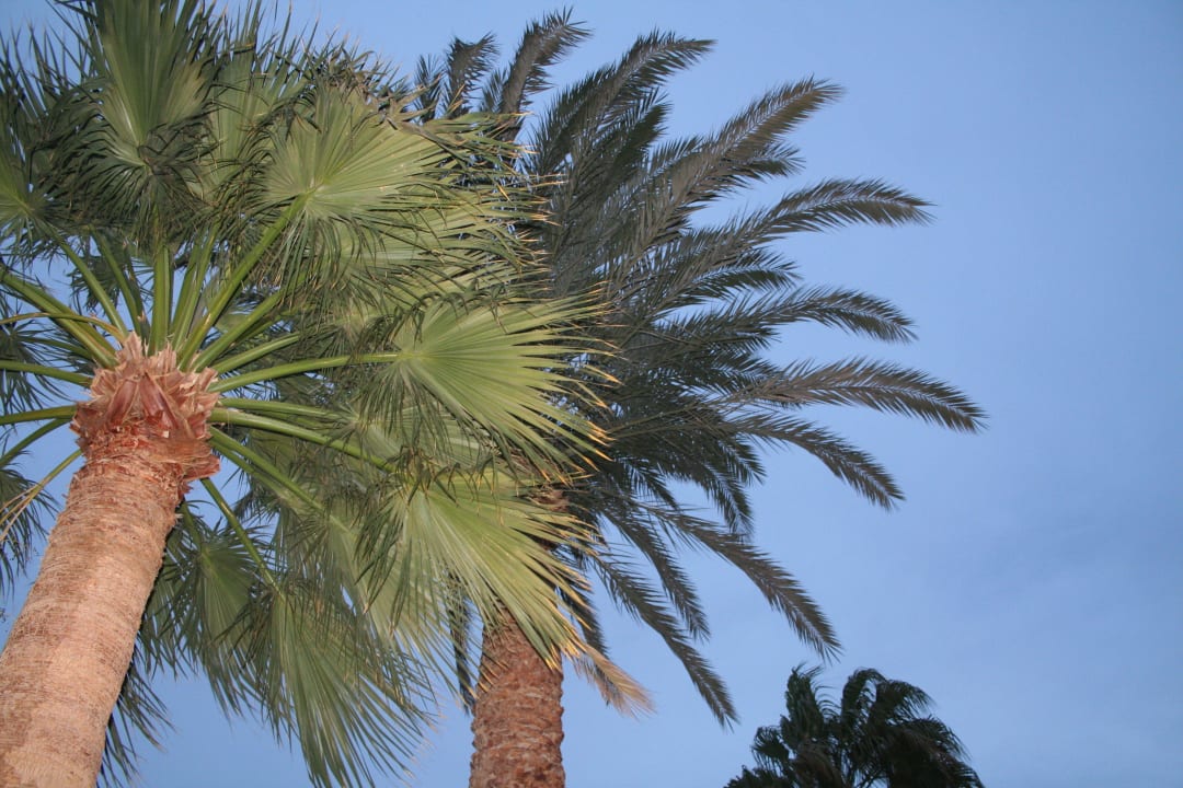Palme Eagles Paradise Abu Soma
