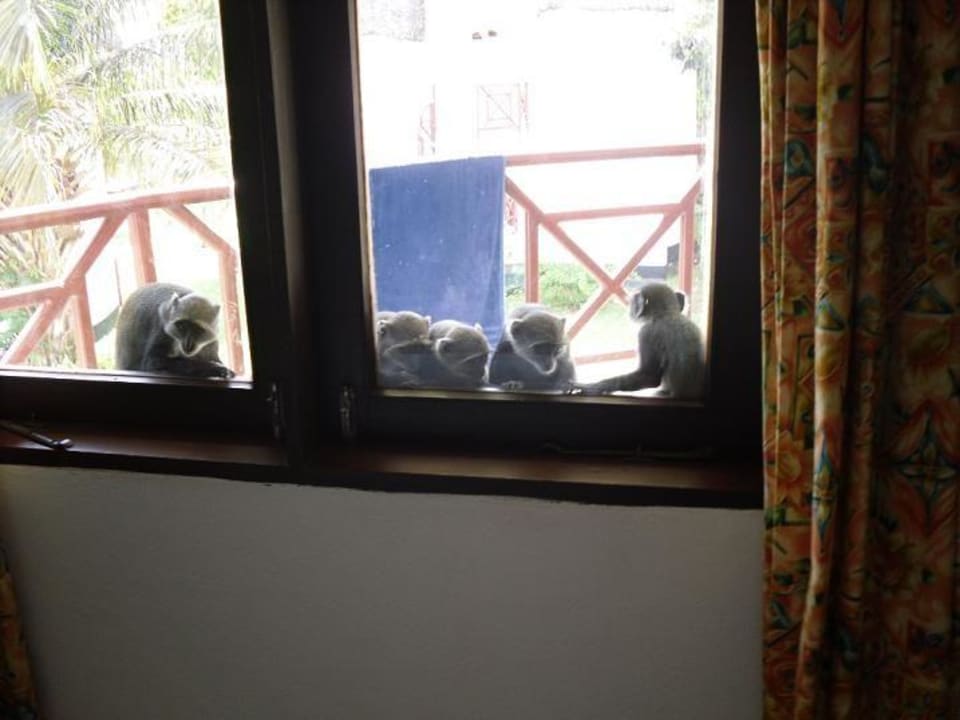 Und noch einmal "Haustiere" Neptune Village Beach Resort & Spa