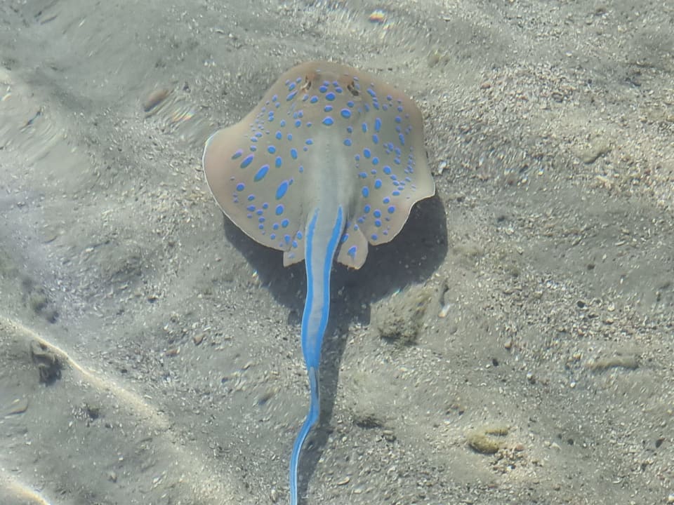 Strand Steigenberger Coraya Beach - Adults only