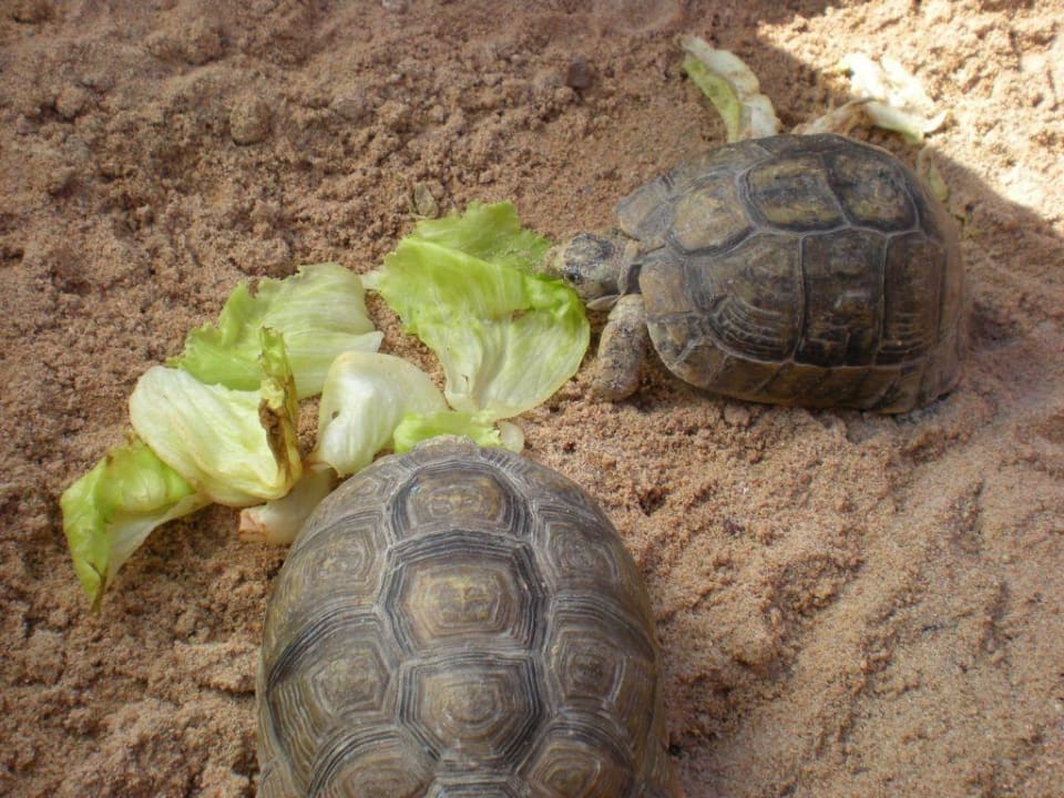 Treffpunkt Schildkröte Giftun Azur Resort