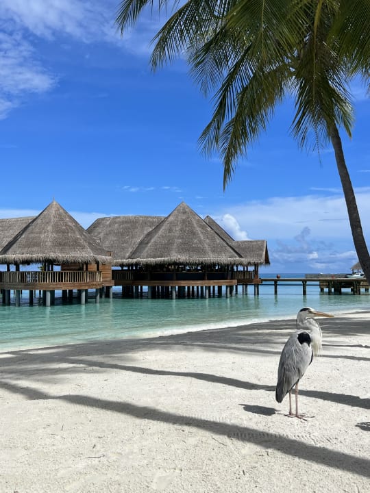 Außenansicht Gili Lankanfushi Resort