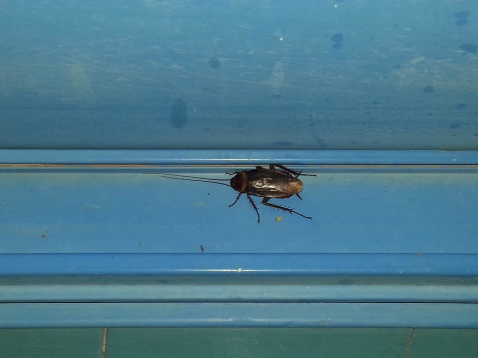 Größere Kakerlake/ Schabe (noch draußen)) Aparthotel Costa Mar