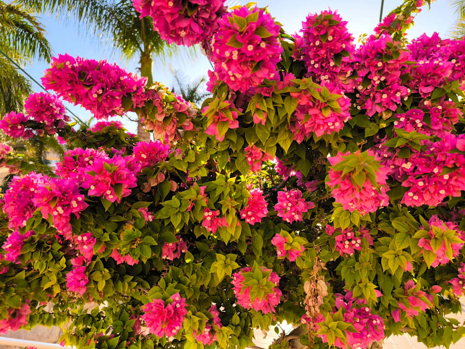 Außenansicht Club Hotel Drago Park