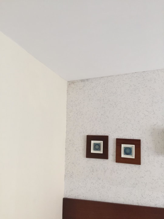 Schimmel Kamelya Aishen Club