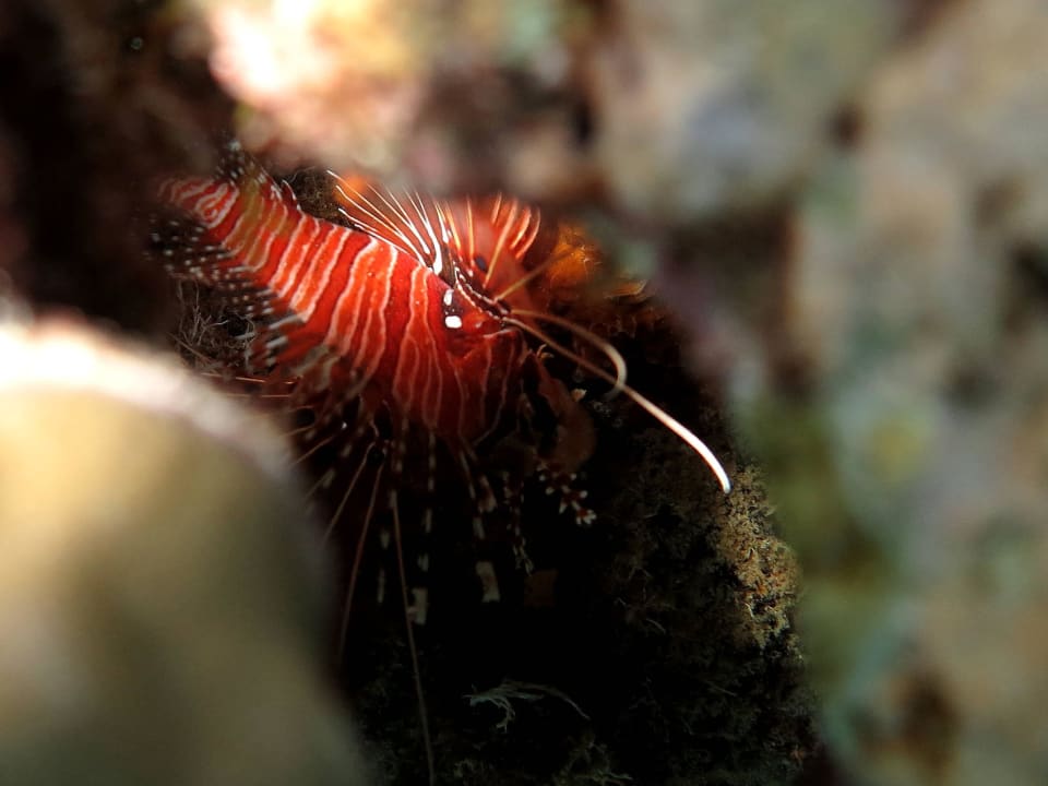 Rotfeuerfisch in Spalte versteckt Diamonds Thudufushi