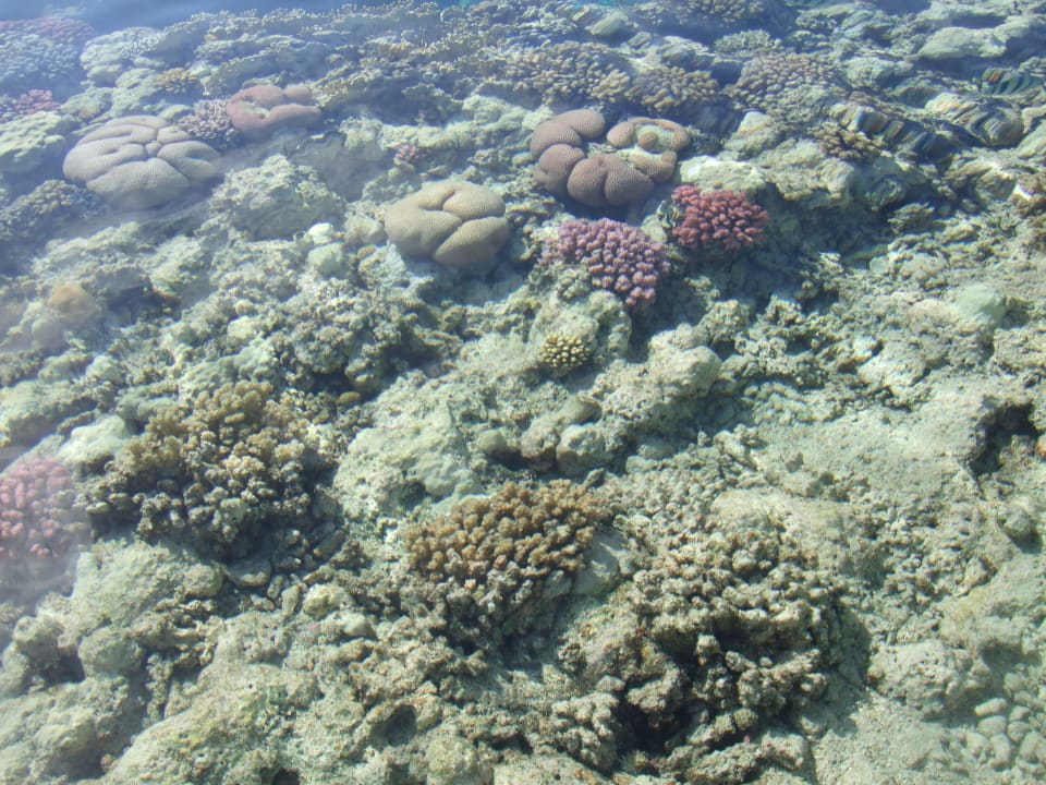 Korallen Marina Resort Port Ghalib, a member of Radisson Individuals