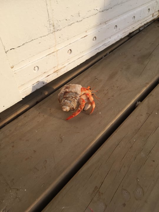 Meerestiere Cinnamon Dhonveli Maldives