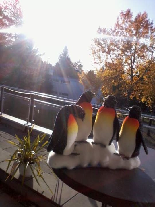 Pinguine in Maierhöfen Ferienclub Maierhöfen