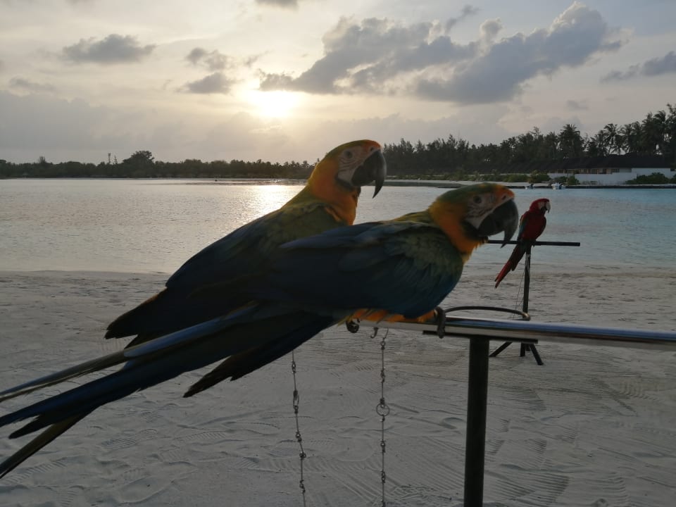 Gartenanlage Sun Siyam Olhuveli