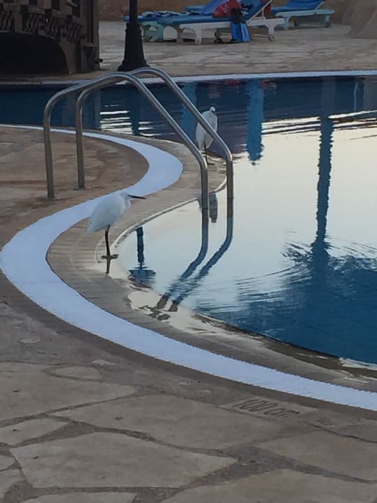 Zimmer Swisstouch Oriental Resort Marsa Alam