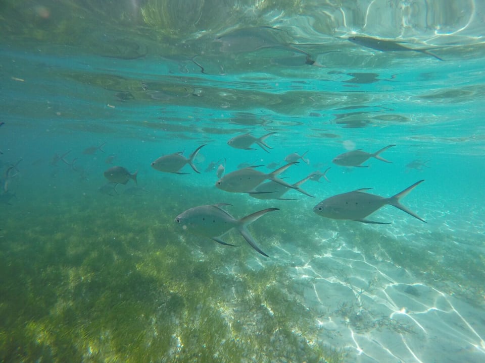Unterwasserwelt Kuredu Island Resort & Spa